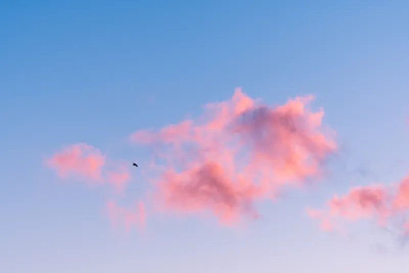 Gull, cloud, Swanpool. 2021.
